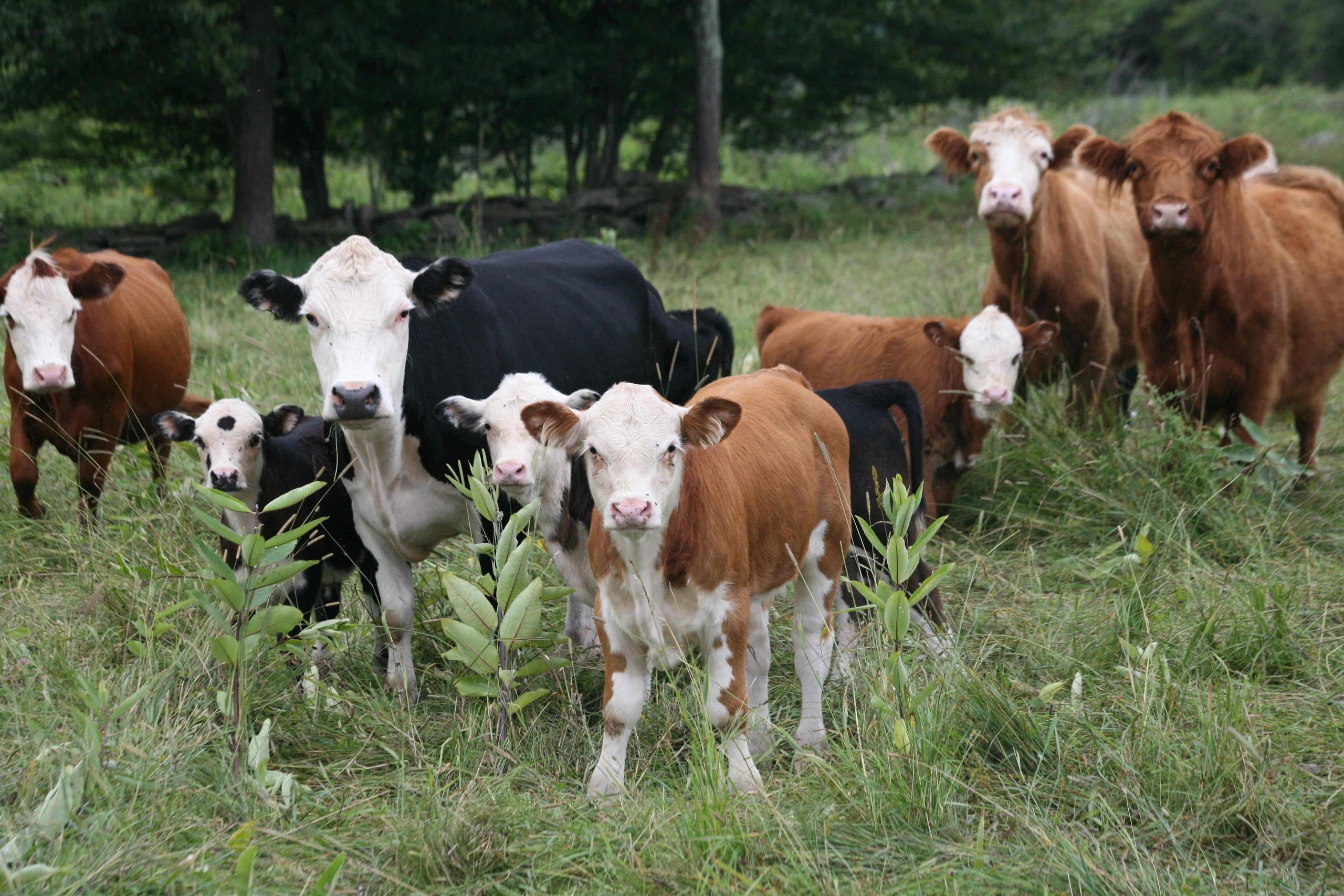 Grass Fed Beef In New York Farm